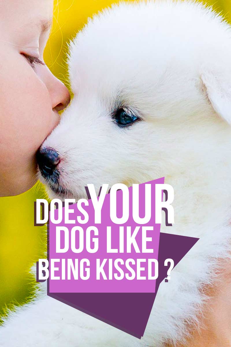 Does your dog like being kissed? - A guide to dog behavior from The Happy Puppy Site.