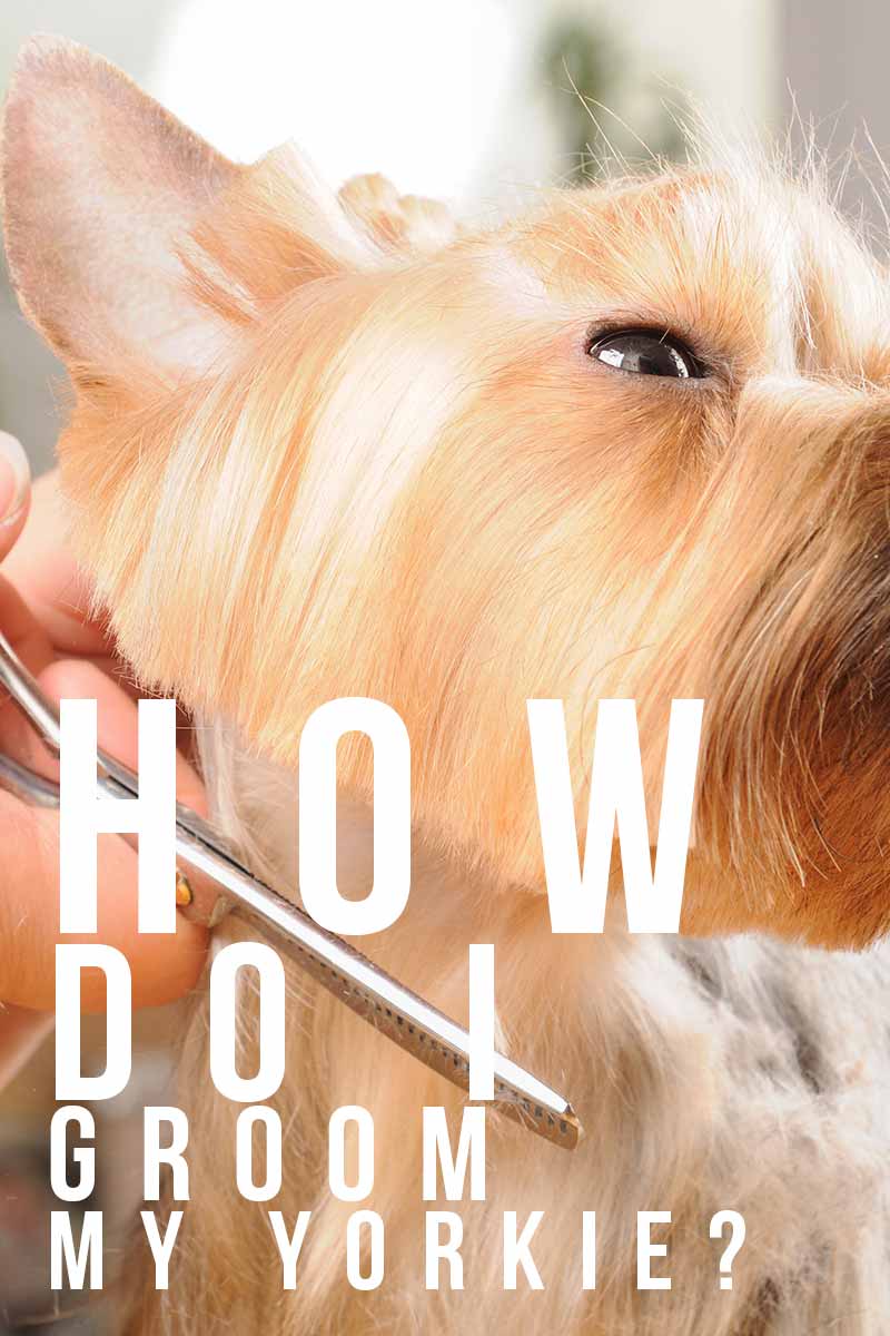 How do I groom my Yorkie? - A dog grooming guide.