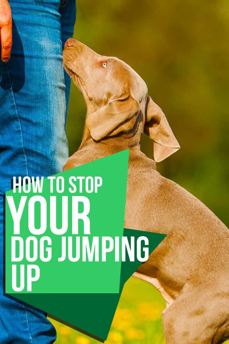 How To Stop A Dog Jumping Up 3 Steps To Success