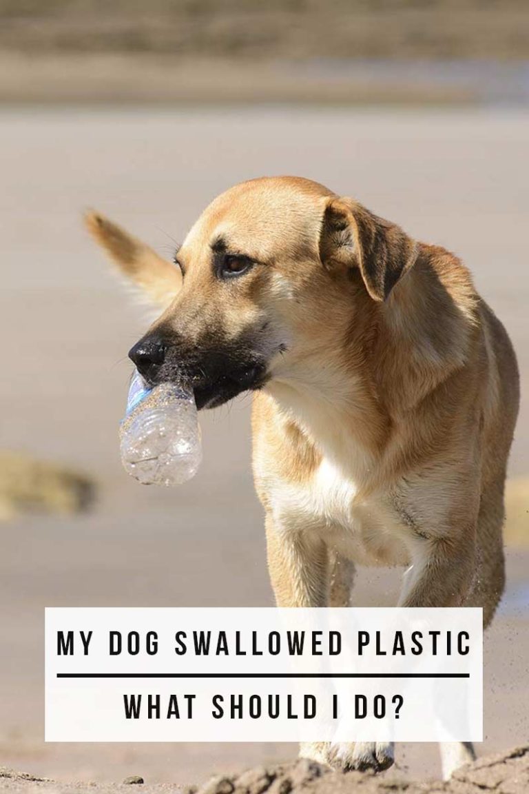 My Dog Ate Plastic - What To Do And What Happens Next