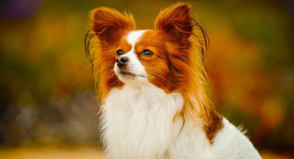 papillon ears are amazing