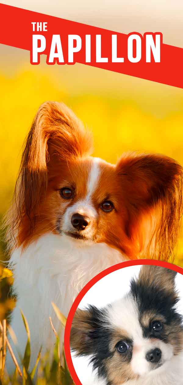 perro papillón