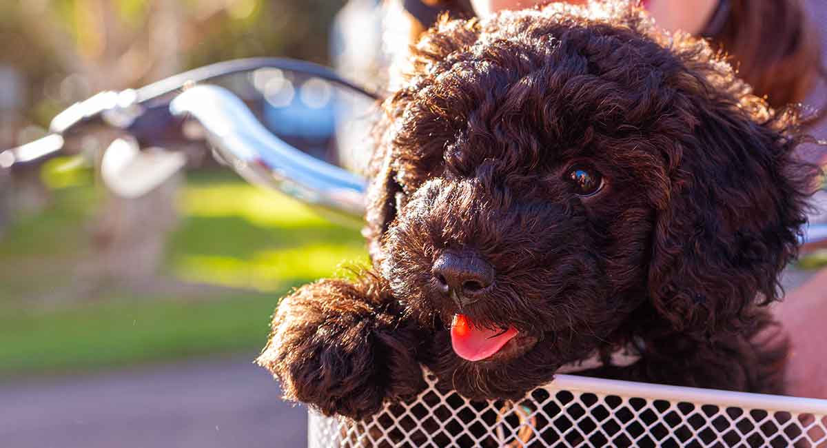 Schnoodle Dog A Complete Guide To The Schnauzer Poodle Mix Breed