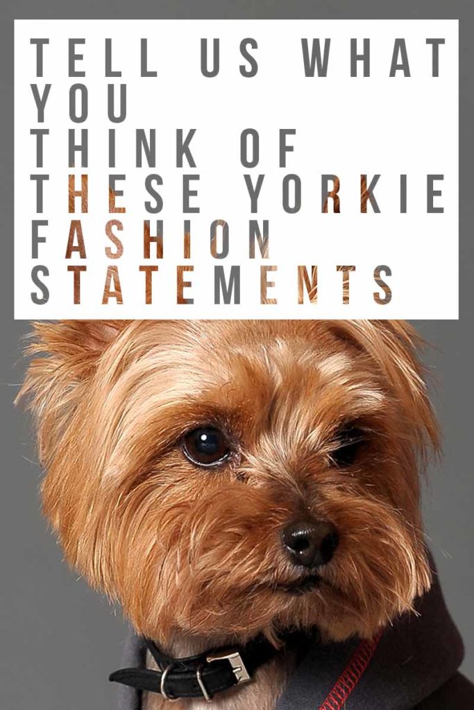 Yorkie Clothes Find The Perfect Sweater Or Costume For Your Yorkie Dog