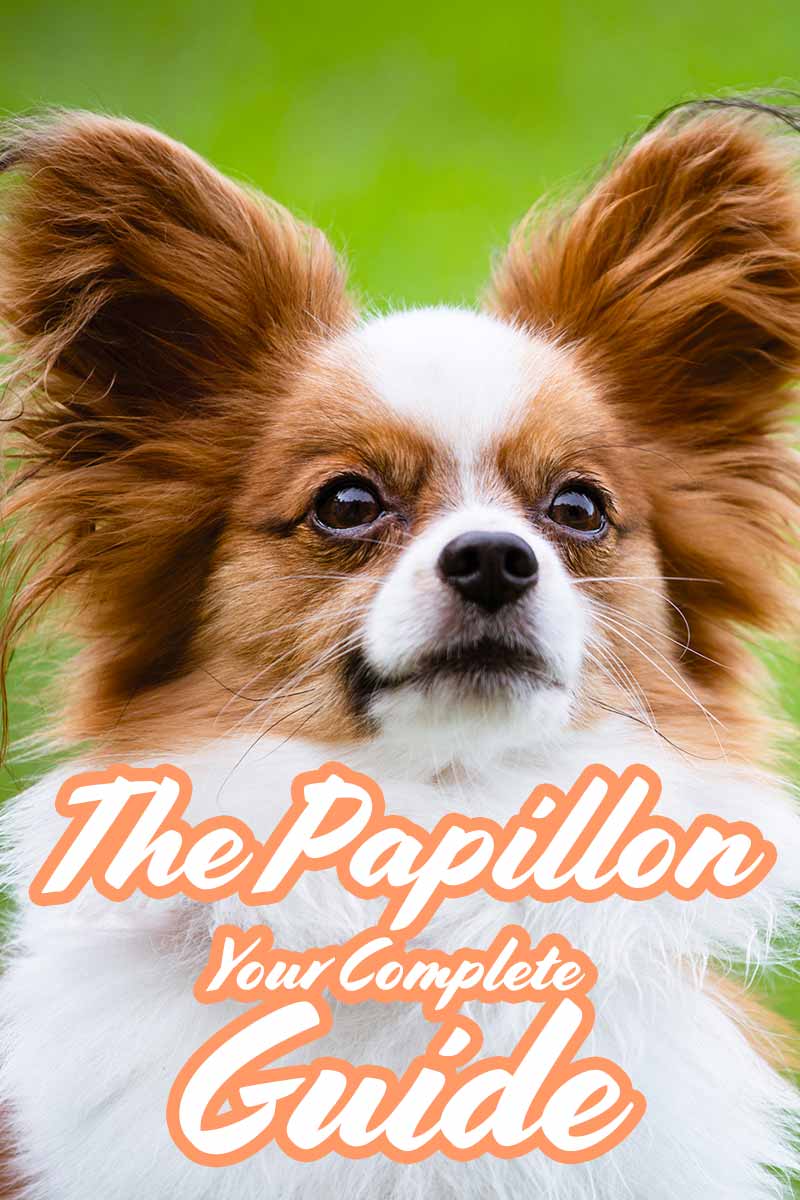 papillon test