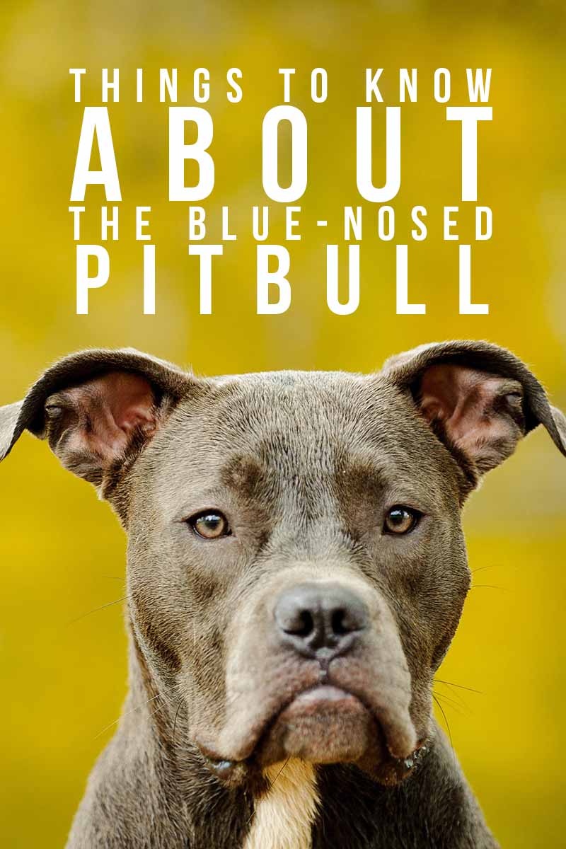 Blue Nose Pitbull Facts, Fun, Pros and Cons of a Blue Nosed Pup