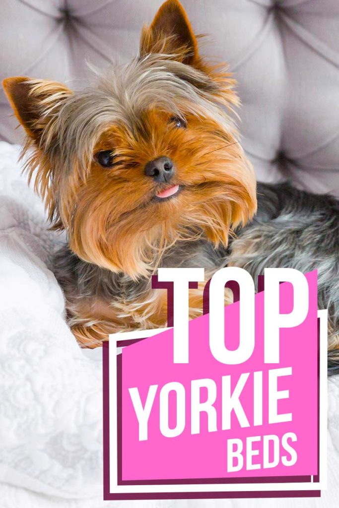 Choosing The Best Yorkie Beds What is the right dog bed for your Yorkie?