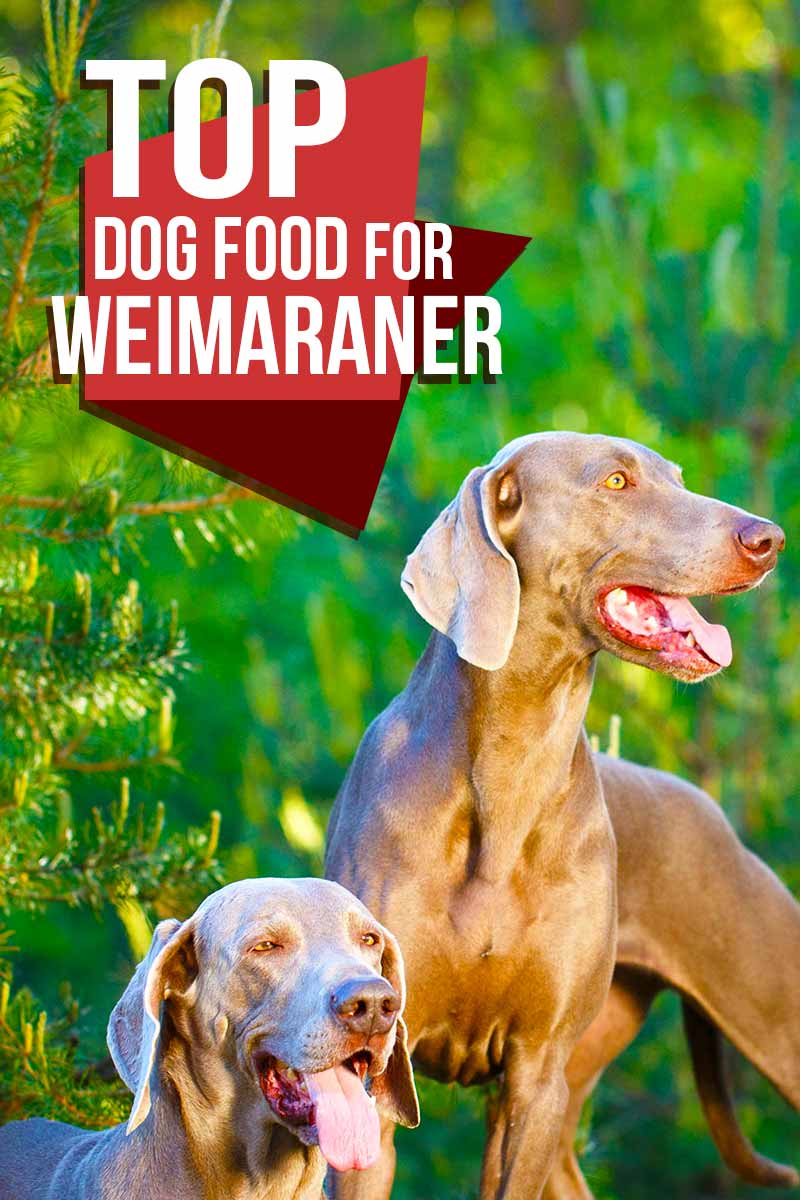 Het beste hondenvoer voor Weimaraners - Hondenvoer reviews van The Happy Puppy Site.