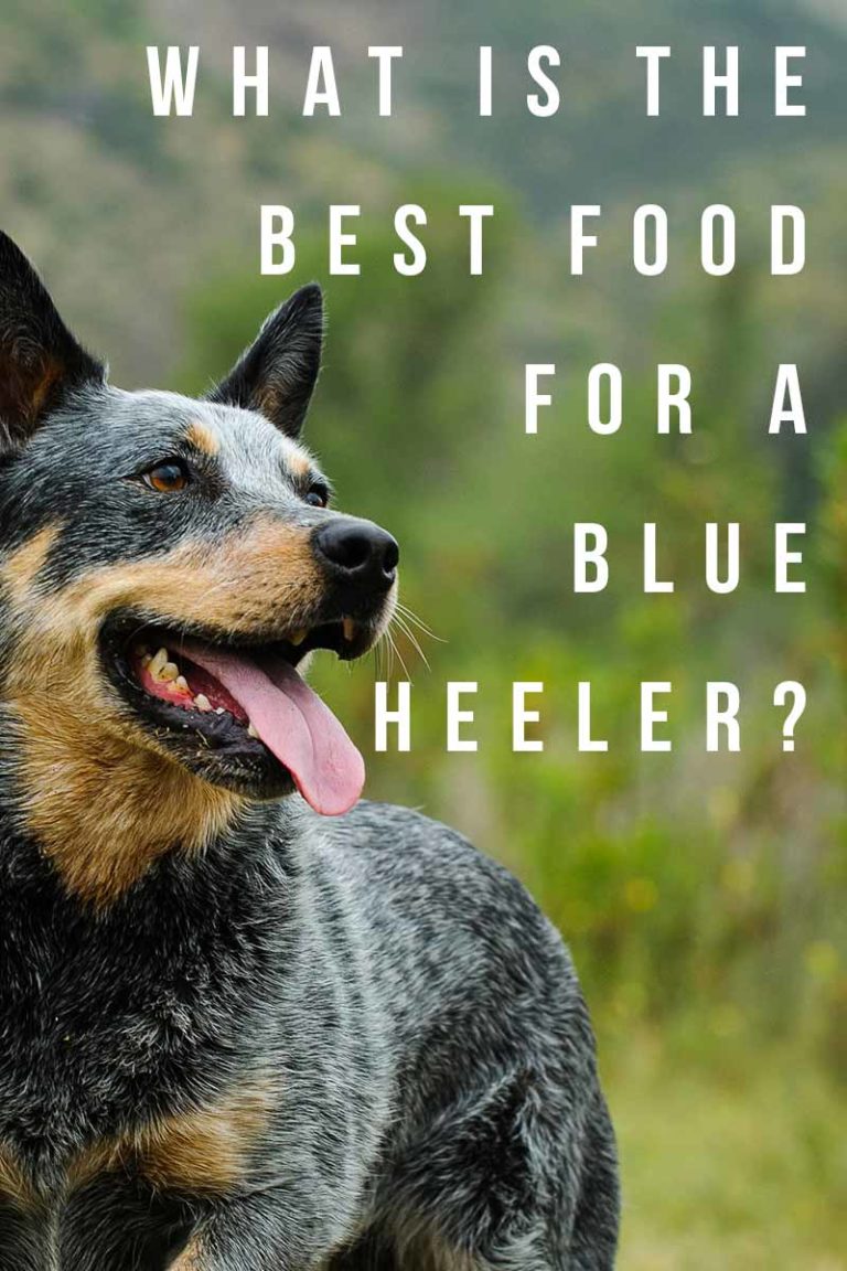 Best Dog Food for Blue Heelers Nourishing Your Australian Cattle Dog