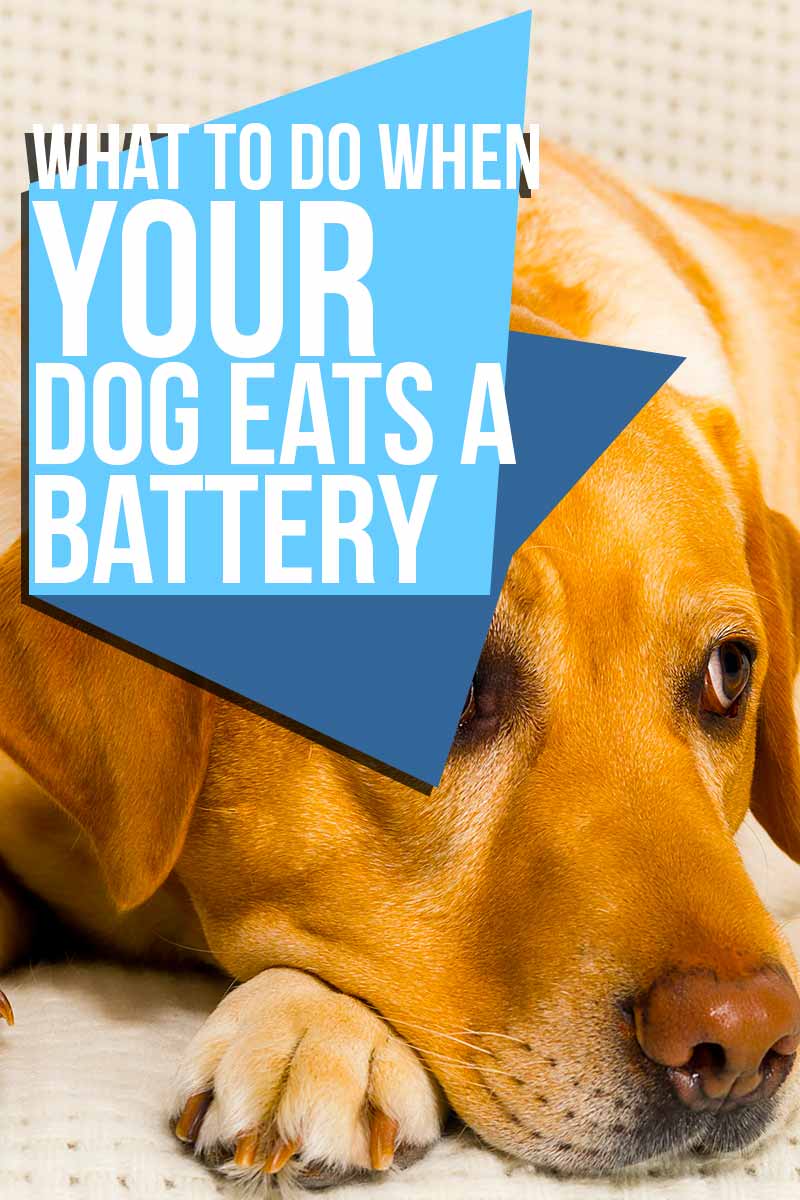 What to do when your dog eats a battery - Advice in a crisis from The Happy Puppy Site. 