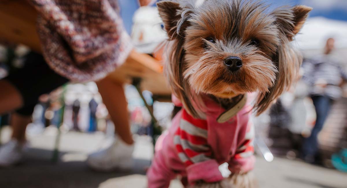 yorkie puppy outfits