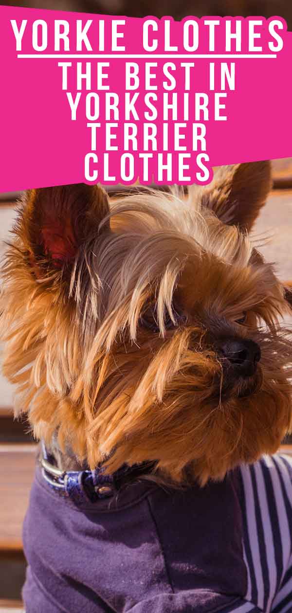 yorkie puppy clothes and accessories