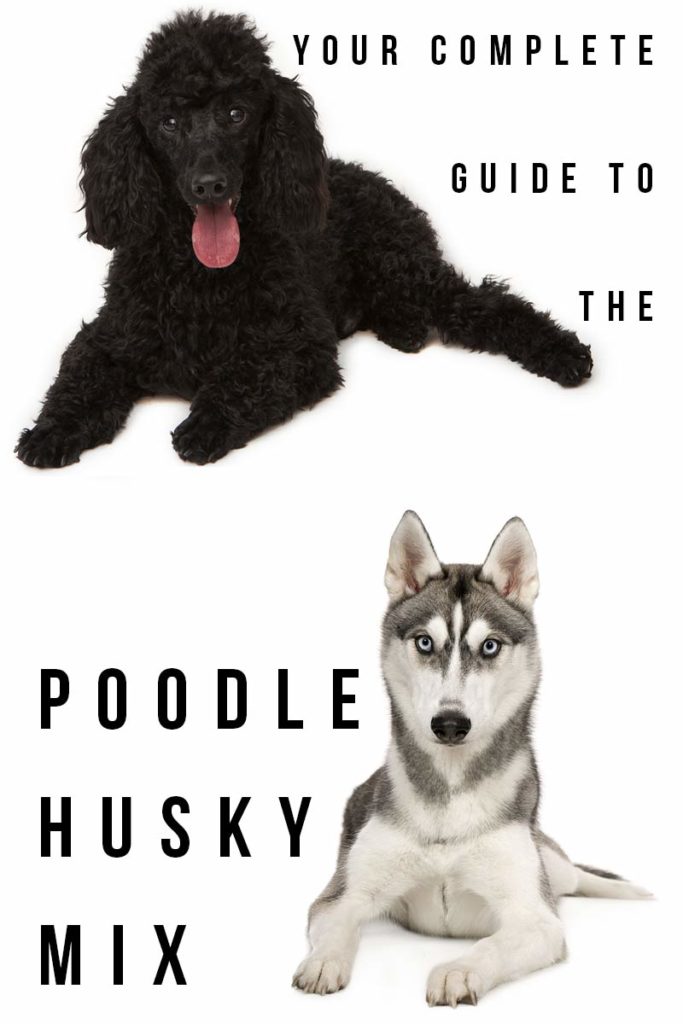 Husky Poodle Mix Breed Information A Guide To The Huskydoodle Dog