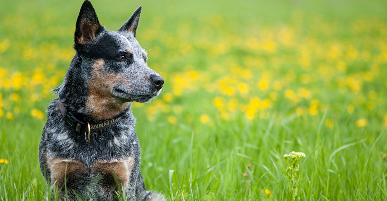 blue heeler health