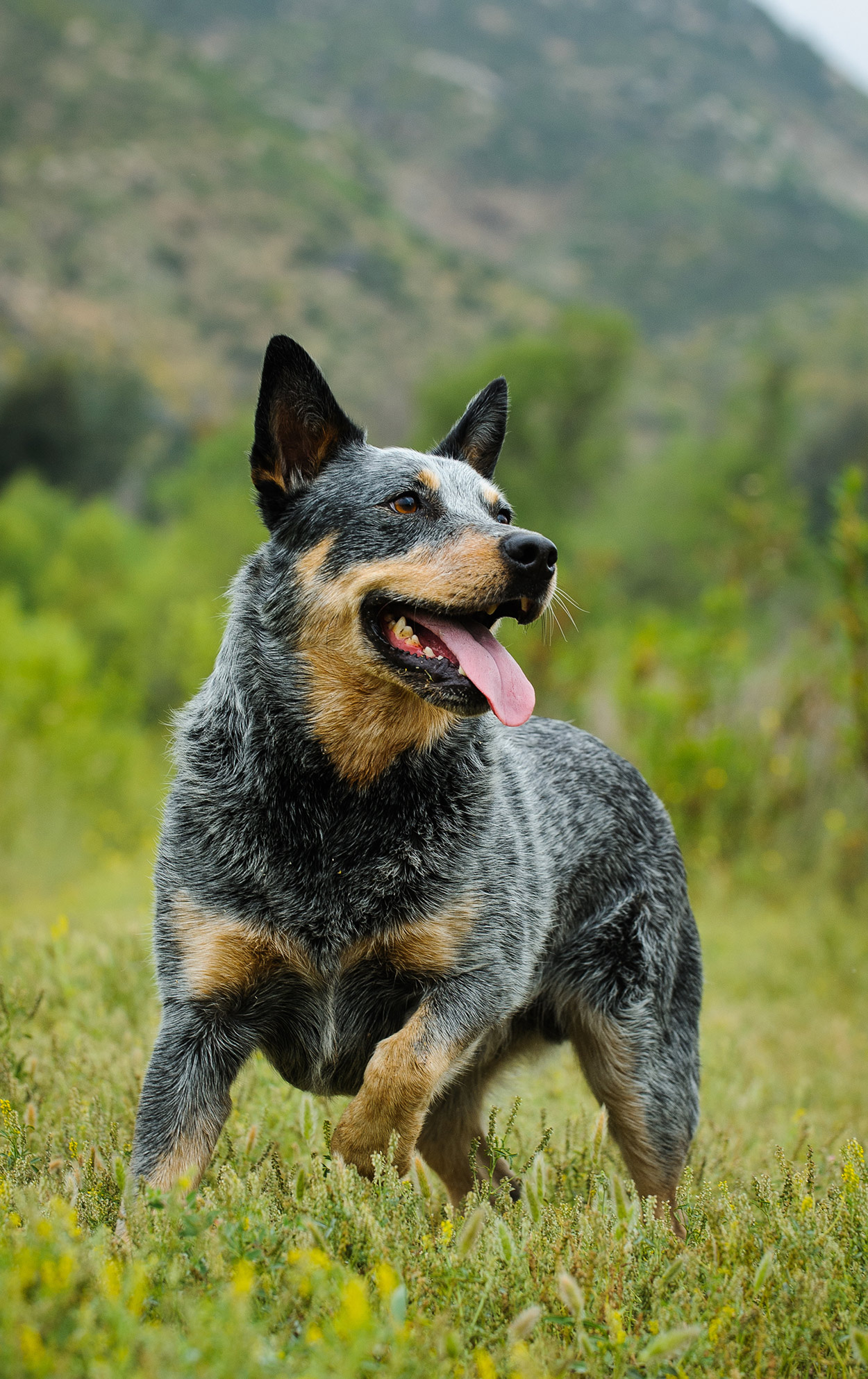 australian cattle dog food