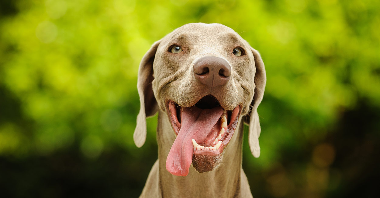 best food for weimaraner