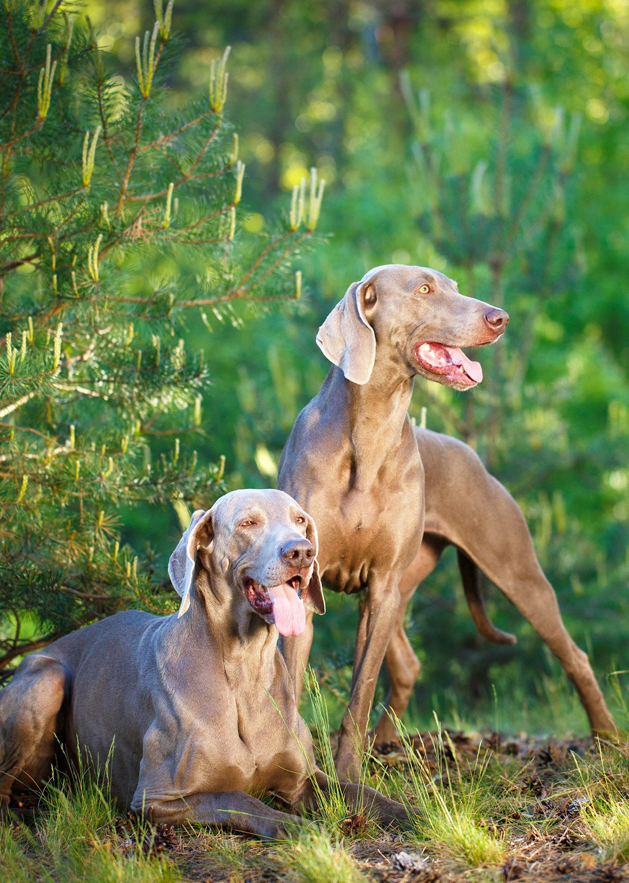 Best Dog Food For Weimaraner Puppies, Adults, and Seniors