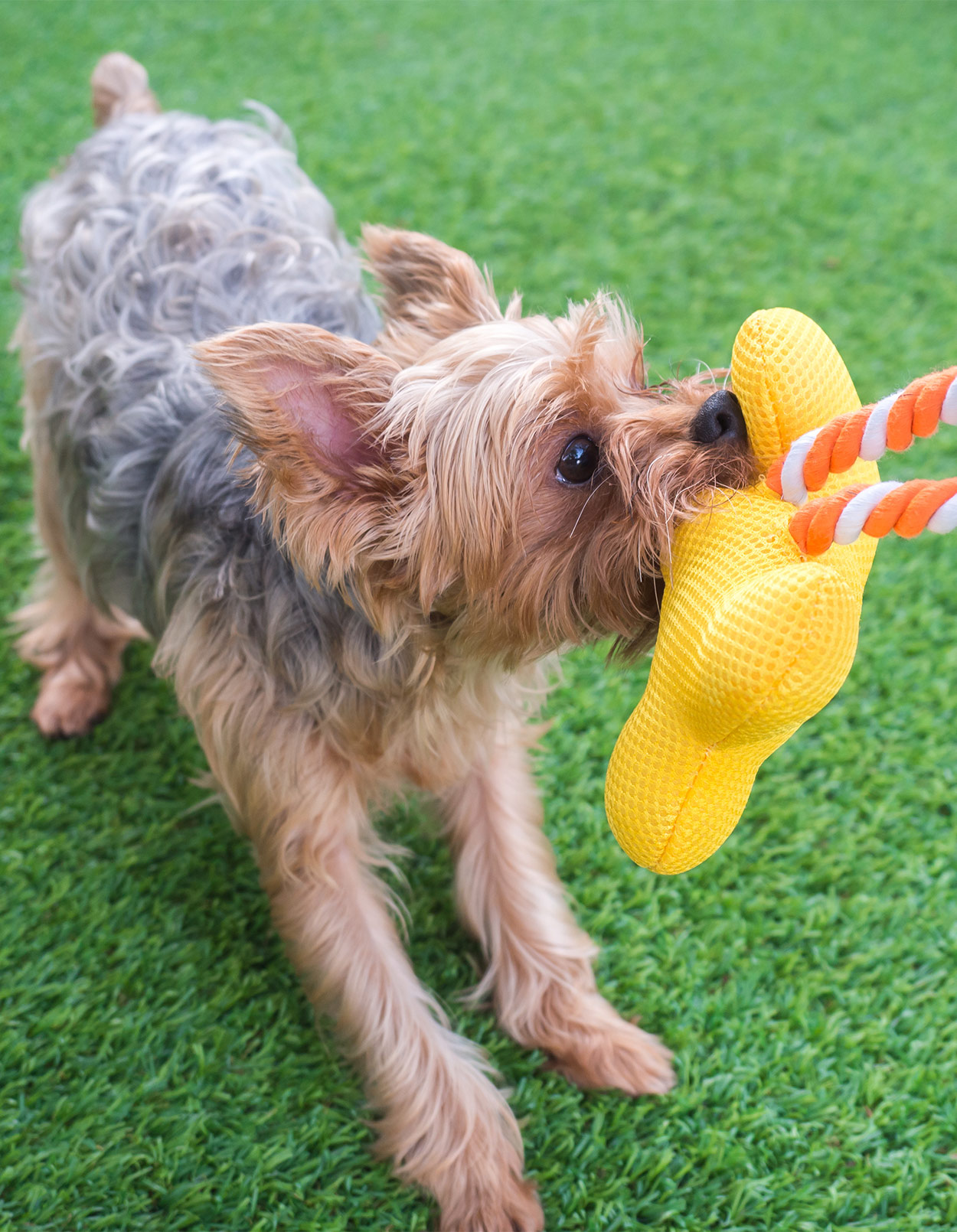best toys for yorkies