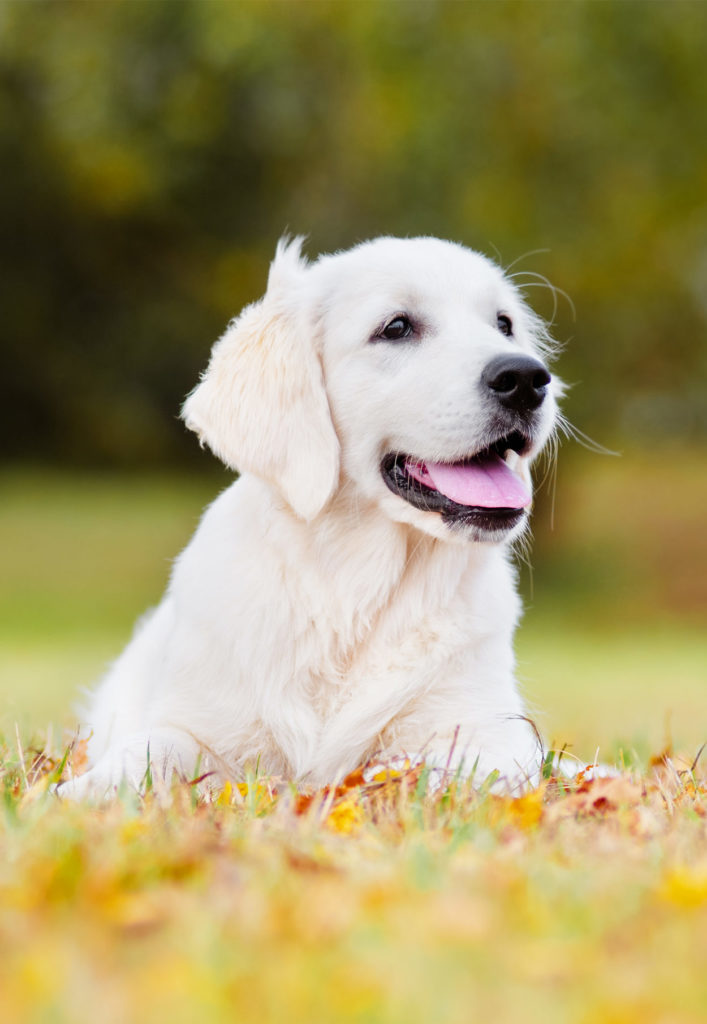 Golden Retriever Puppy Diet Chart India