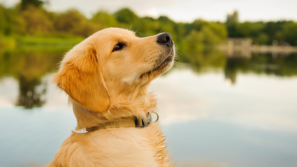 golden retriever eating food