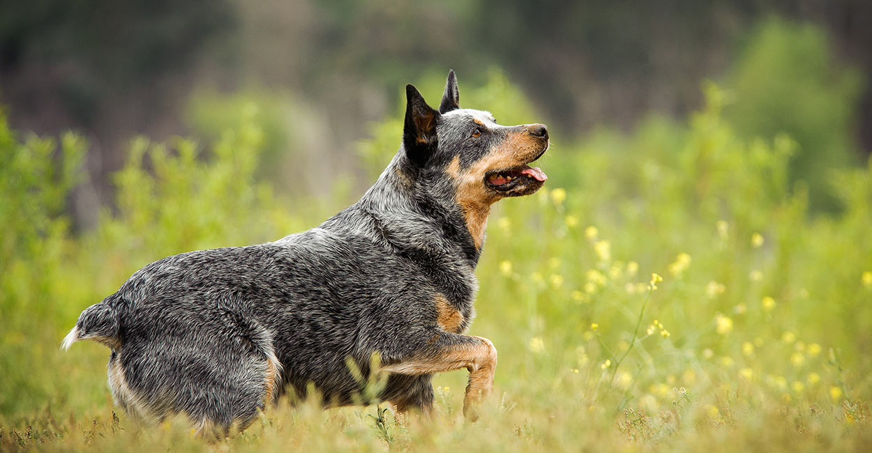 best toys for blue heelers