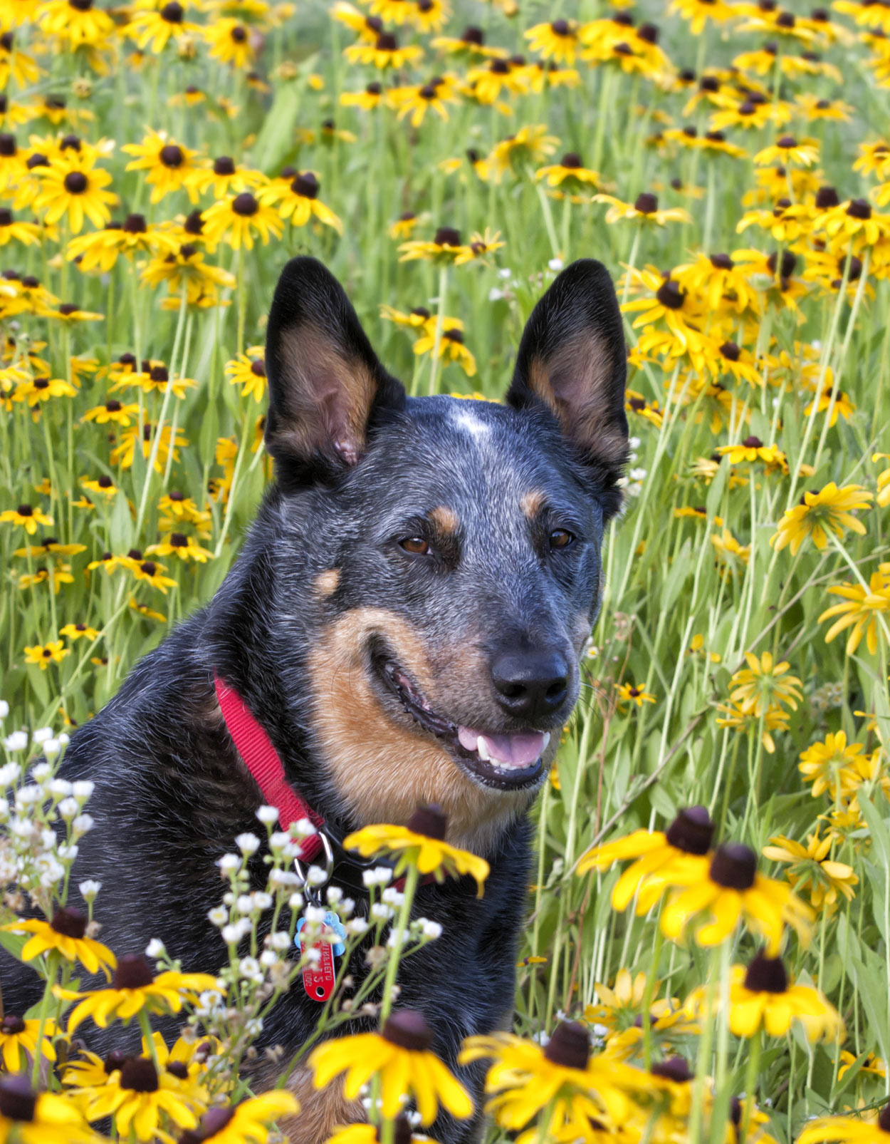 Best toys for shop blue heeler puppy