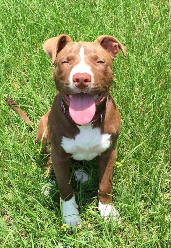 best toys for pit bulls