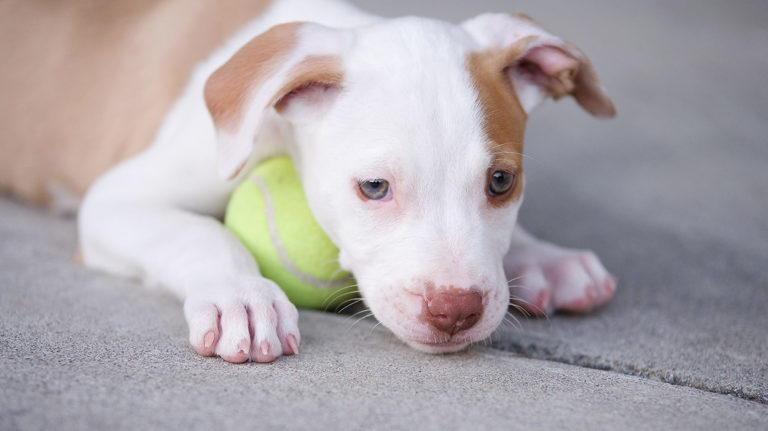 good toys for pitbull