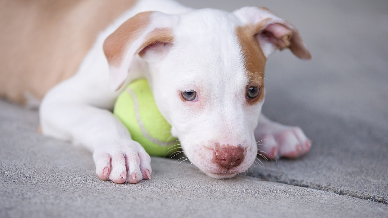 pitbull chew toys