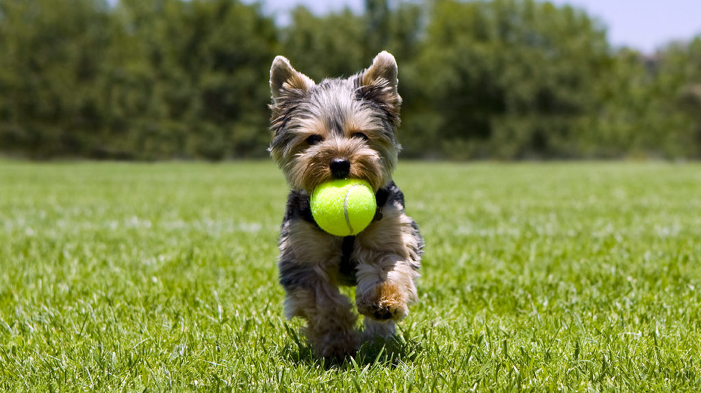 Best Toys for Yorkies Toys for Yorkshire Terrier The Happy Puppy Site