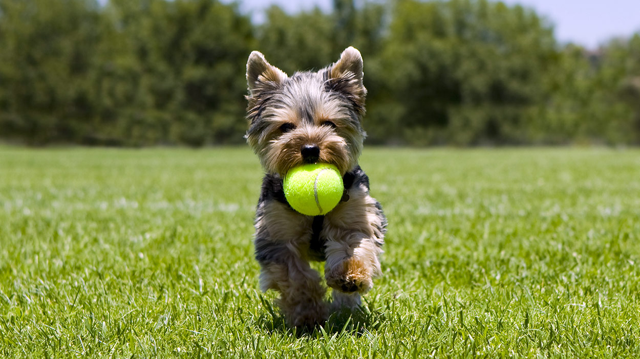 Toys for Yorkshire Terrier 