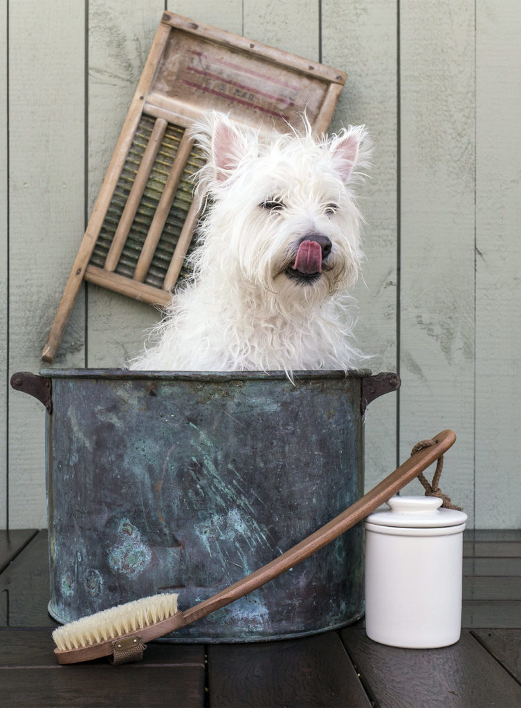 beste shampoo voor westies