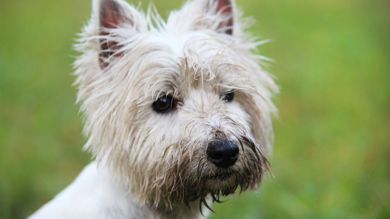 westies are the best dogs