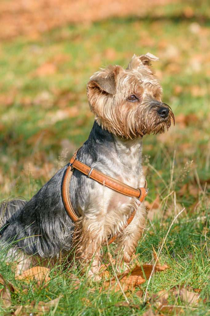 beste yorkie vest harnas