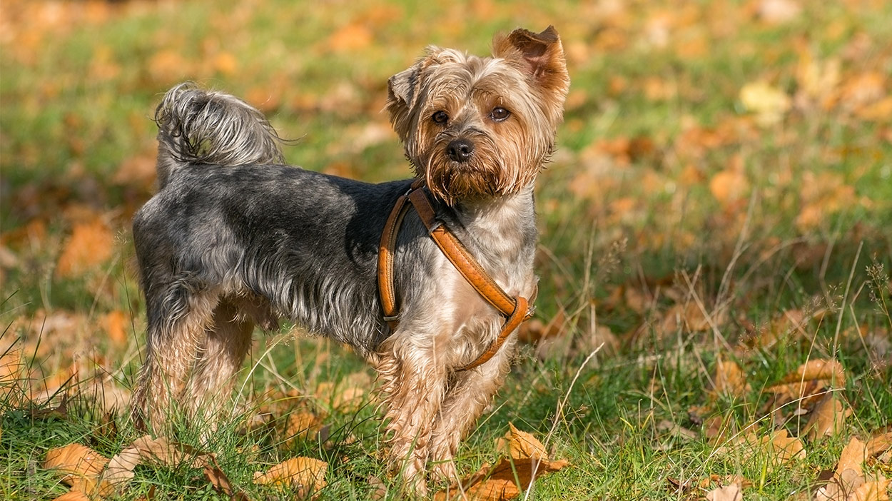 beste yorkie harnas