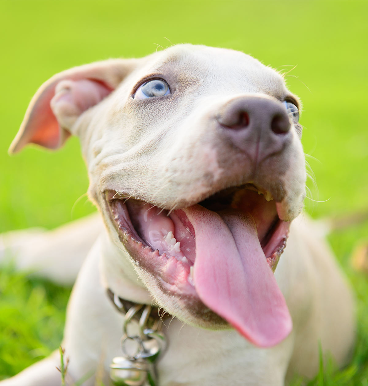 blue nose pitbull puppies with blue eyes