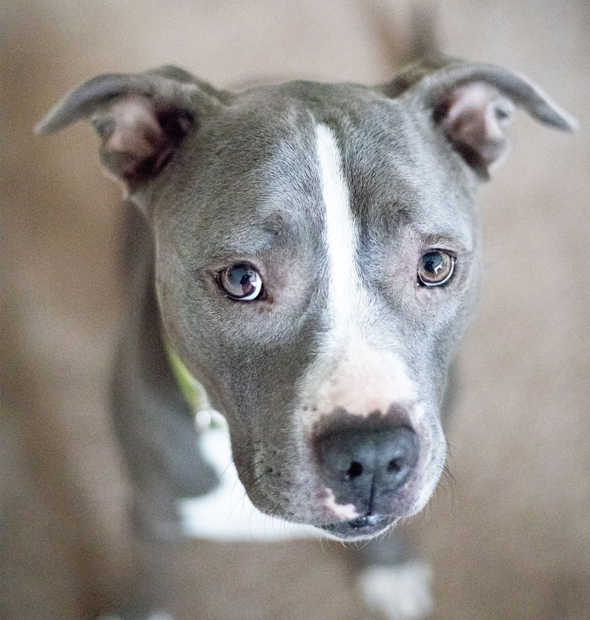 Blue Nose Pitbull – Facts, Fun and Pros and Cons - DinhThienBao 