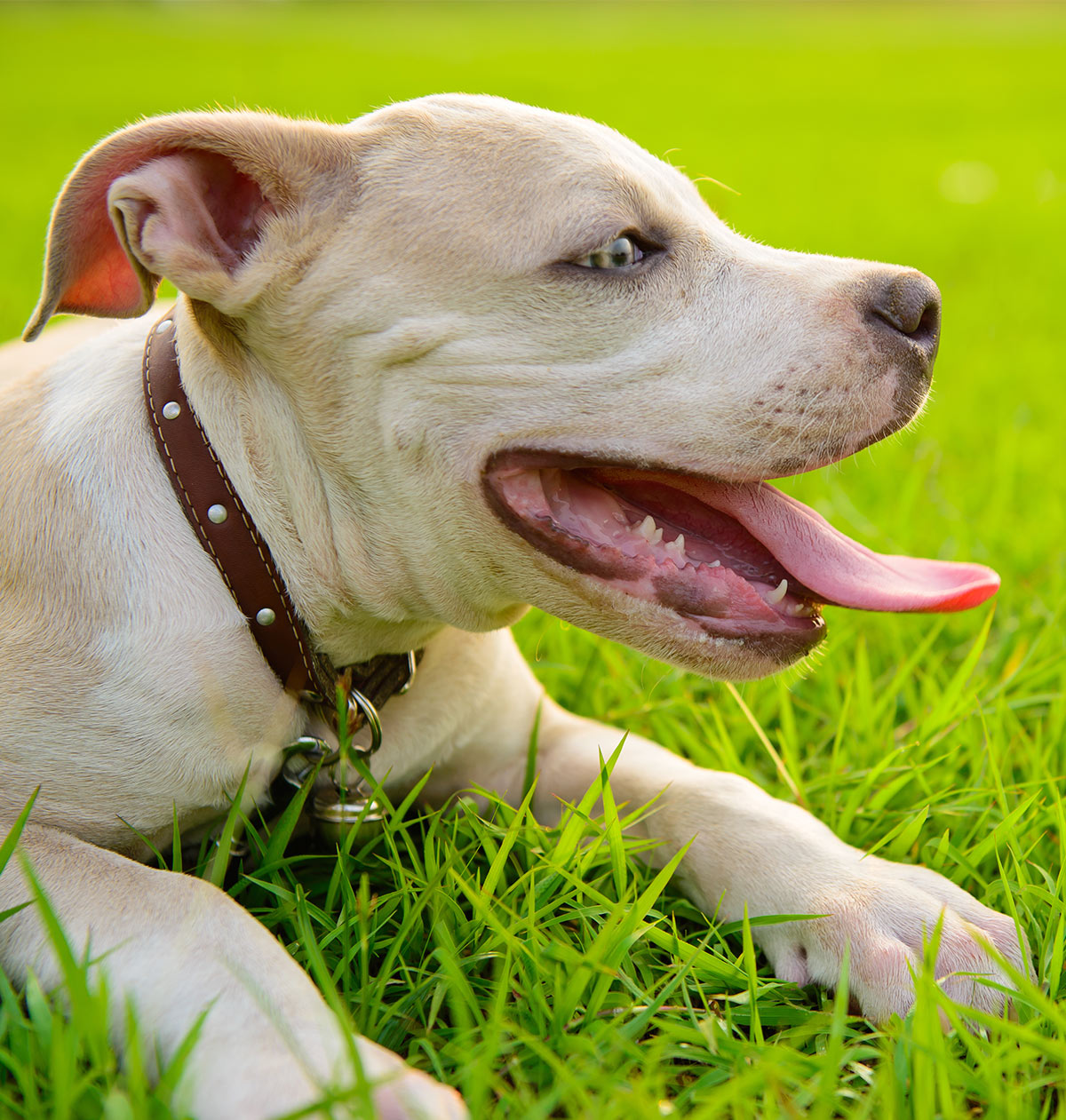 blue blue nose pitbull