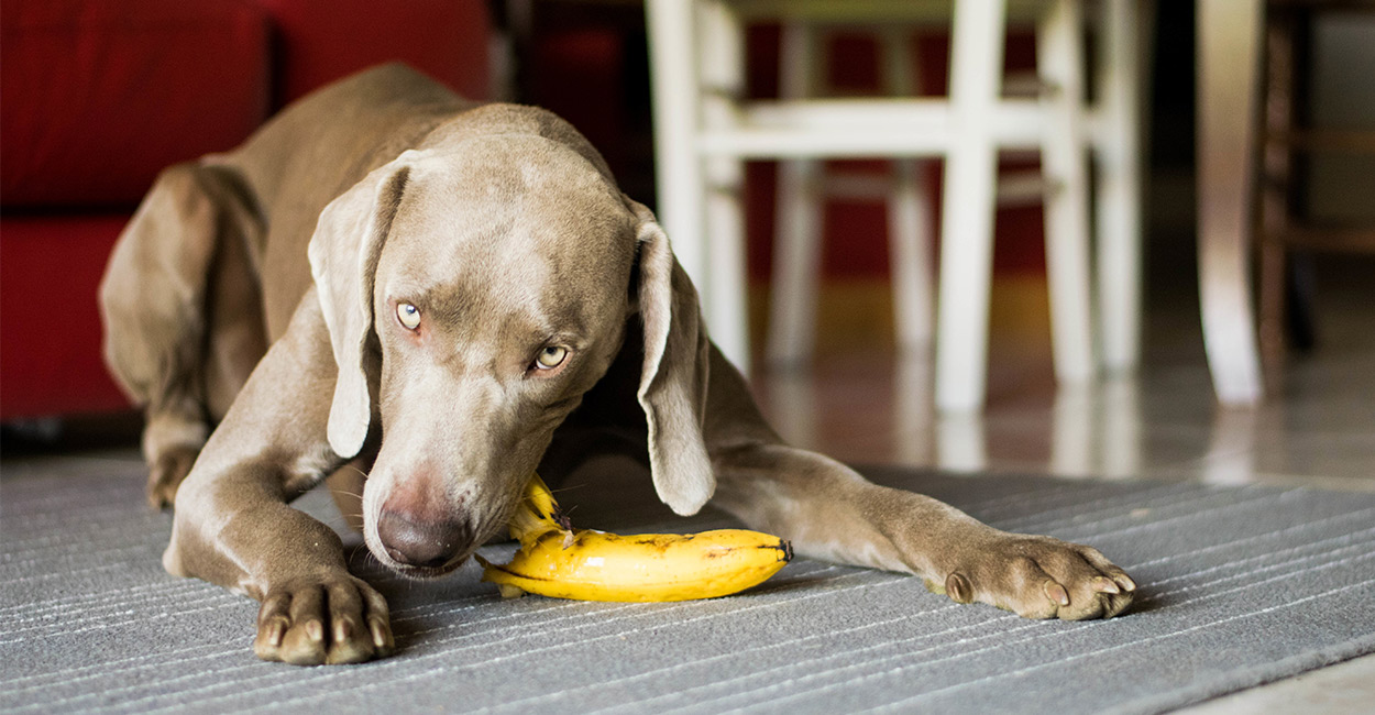 will bananas hurt dogs