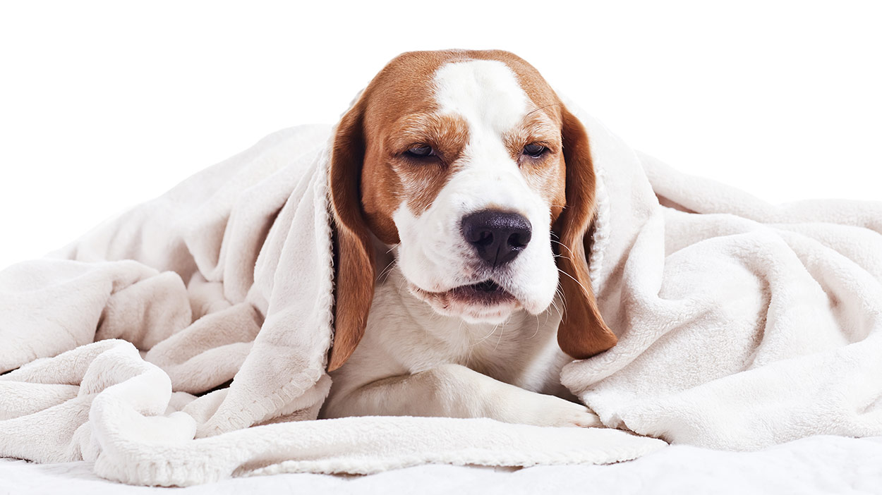 can-humans-get-kennel-cough-from-their-dogs