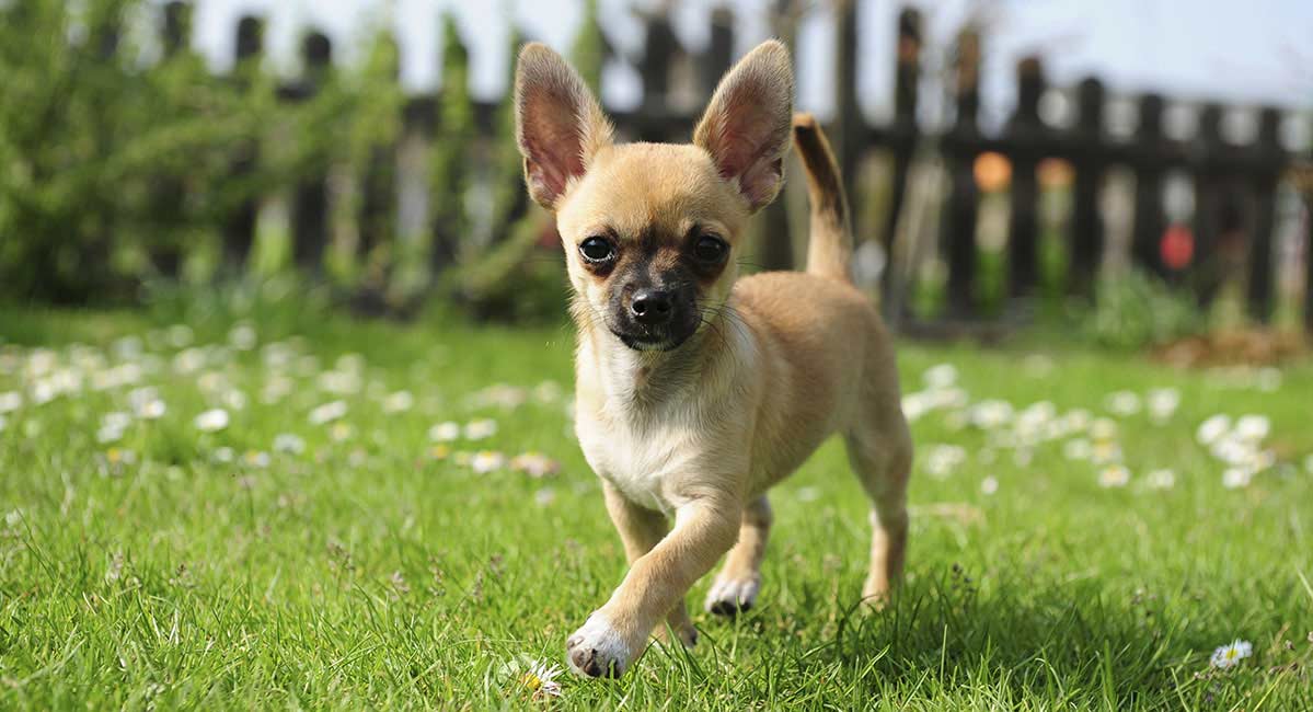 young chihuahua dog