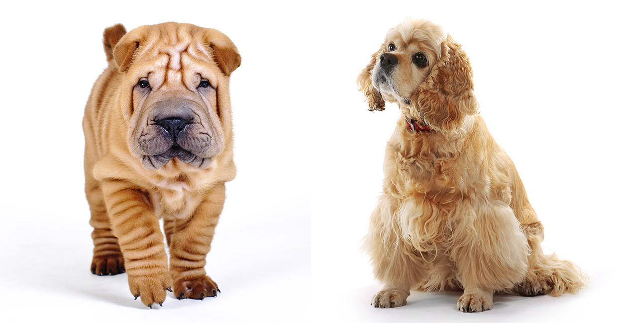 Cocker Pei The Cocker Spaniel Shar Pei Mixed Breed