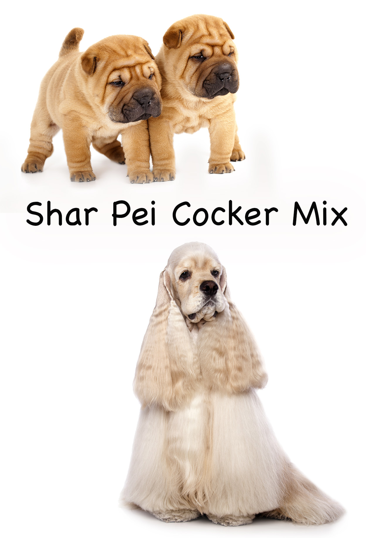 shar pei cocker spaniel mix for sale