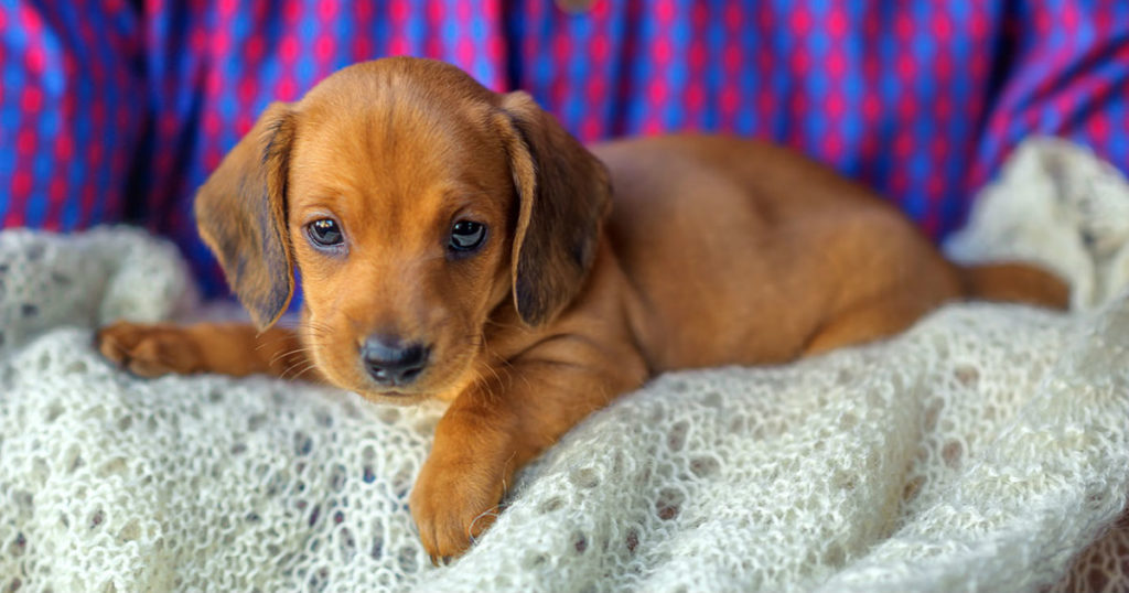 Red Dog with White Spots