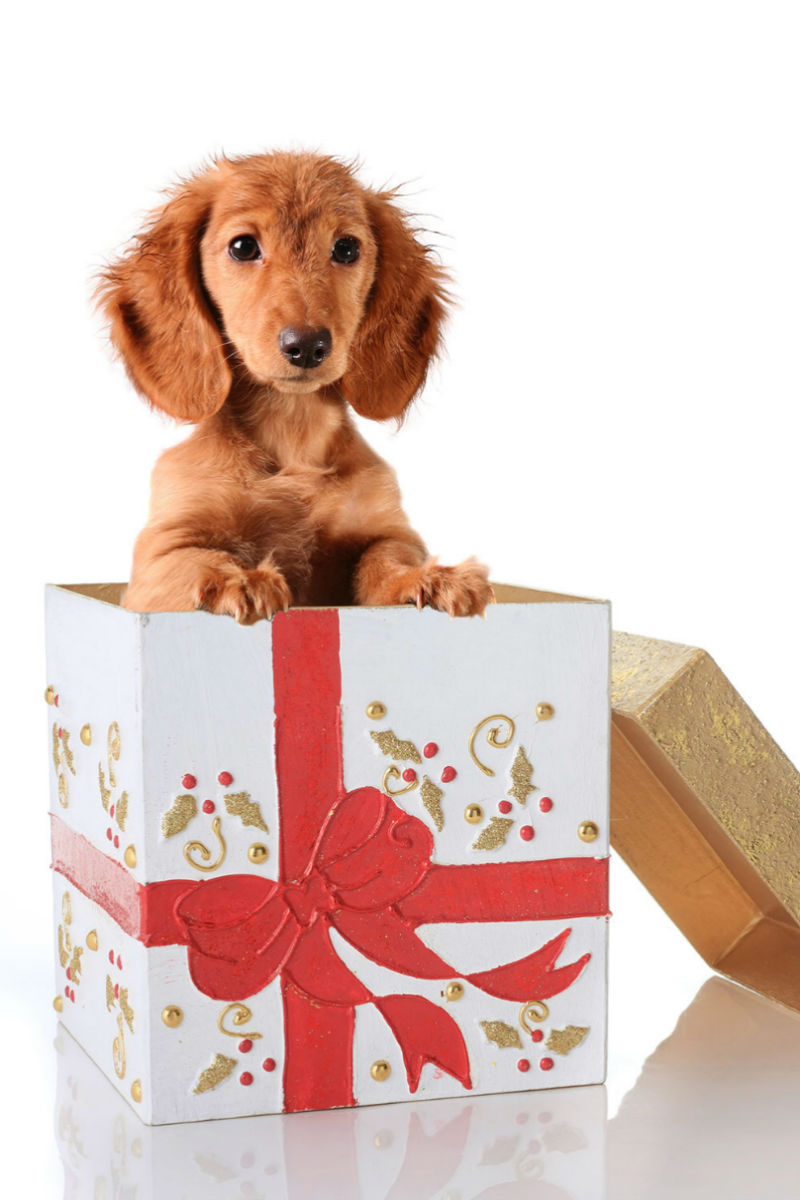 doxie gifts