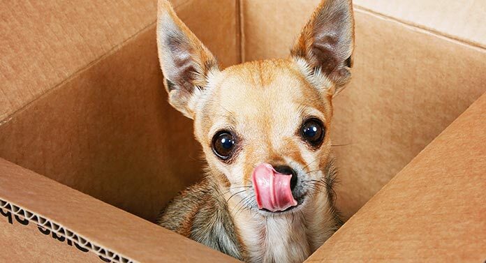 Deer Head Chihuahua A Complete Guide To A Distinctive Tiny Dog   Deer Head Chihuahua HP Long 