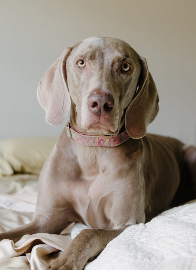 low shedding short haired dogs