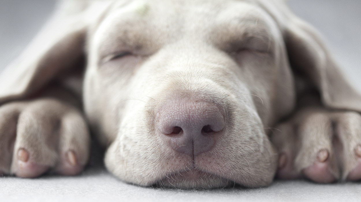 Do Weimaraners Shed From Short Haired To Long Haired Dogs