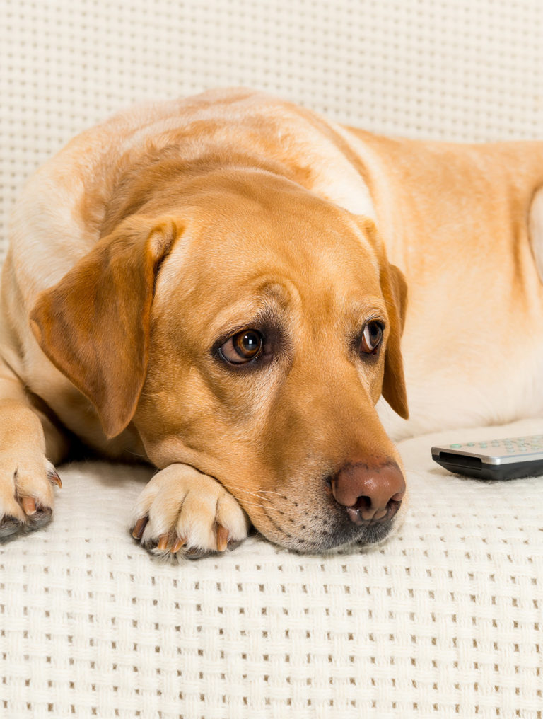 My Dog Ate A Battery What Do I Do Next? We're Here To Help.