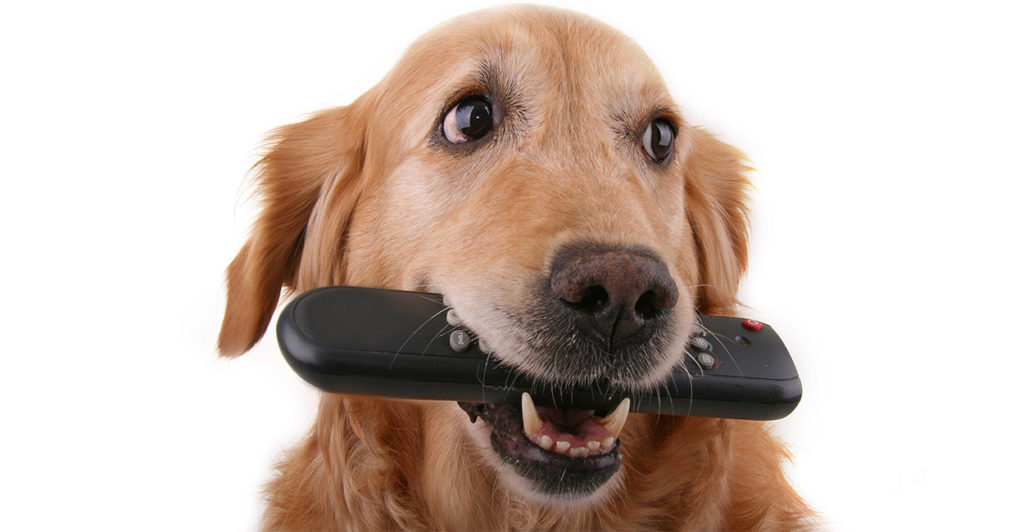 My Dog Ate A Battery What Do I Do Next? We're Here To Help.